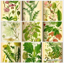 植物提取物是食品添加劑還是食品？深度解析其身份與研發意義